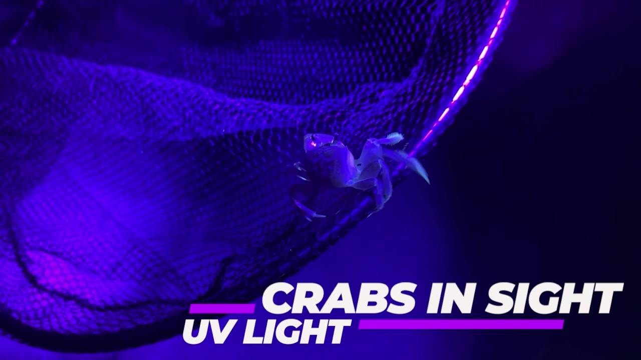 UV LIGHT CRAS IN SIGHT